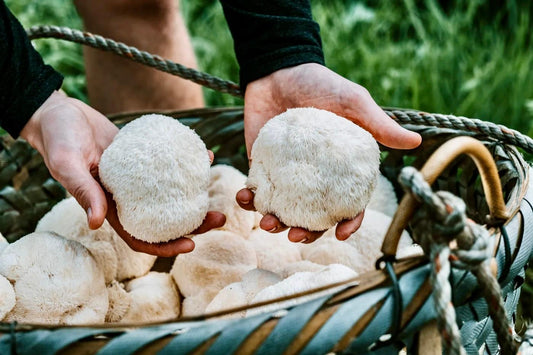 Organic Lions Mane Capsules